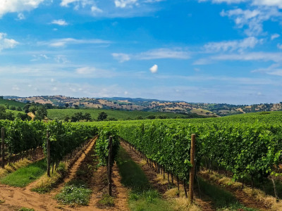 tuscany wineries